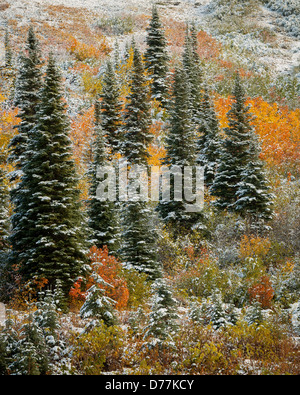 Mont Baker-Snoqualmie National Forest, WA : neige fraîche sur une colline avec des sapins et des arbustes aux couleurs de l'automne Banque D'Images