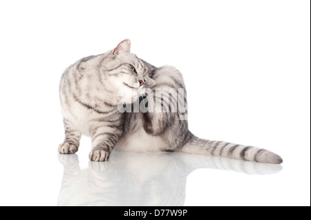 Cat scratching isolated on white Banque D'Images