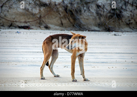 Dingo Canis lupus Fraser Island Queensland Australie Banque D'Images