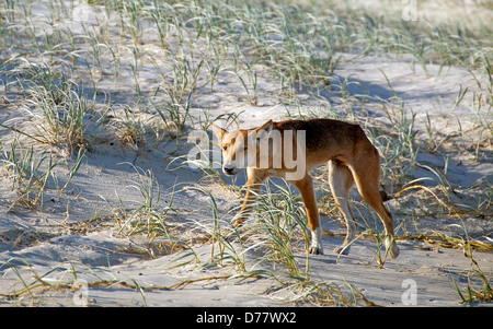 Dingo Canis lupus Fraser Island Queensland Australie Banque D'Images