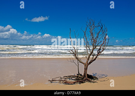 Lone Tree soixante cinq Mile Beach Fraser Island Queensland Australie Banque D'Images