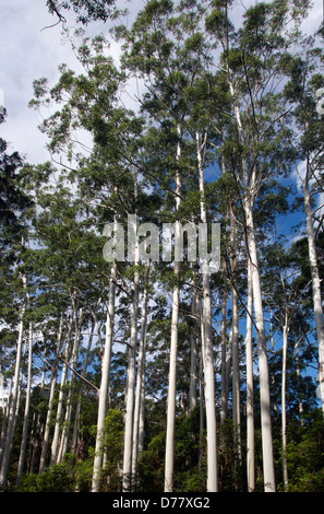 Haut de la gomme des arbres près de la gare centrale de Fraser Island Queensland Australie Banque D'Images