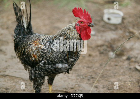 Free Range coq dans Hambourg, Afrique du Sud Banque D'Images