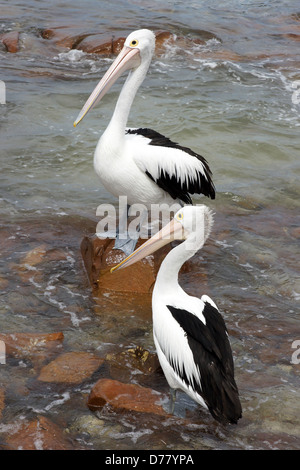 Emu Bay, Pelican australienne, l'île kangourou en Australie Banque D'Images