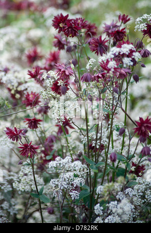 Aquilegia vulgaris 'Nora Barlow' poussant parmi les ombelles de petites fleurs blanches, d'Anthriscus sylvestris, cow parsley. Banque D'Images