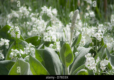 Verbascum bombyciferum 'été arctique' poussant parmi les fleurs blanches parfumées de Matthiola incona stock. Tige florale feuilles Banque D'Images