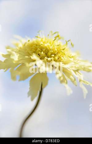 Scabious, fleur jaune pâle Cephalaria gigantea contre le ciel bleu avec des nuages blancs. Banque D'Images