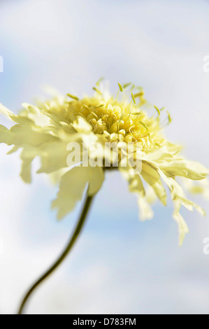 Scabious, fleur jaune pâle Cephalaria gigantea contre le ciel bleu avec des nuages blancs. Banque D'Images
