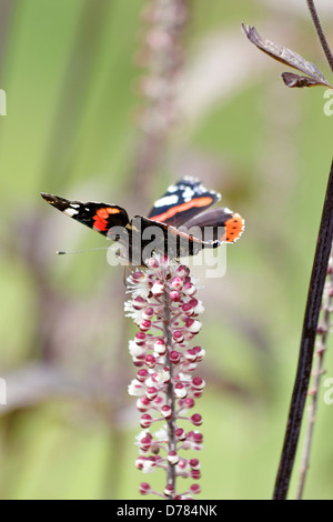 L'amiral rouge papillon sur Actaea simplex 'Brunette' plante vivace herbacée Banque D'Images