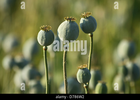 Les têtes de pavot à opium dans le domaine de l'agriculture verte Banque D'Images