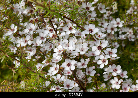 Les fleurs de Manuka en Nouvelle Zélande Banque D'Images