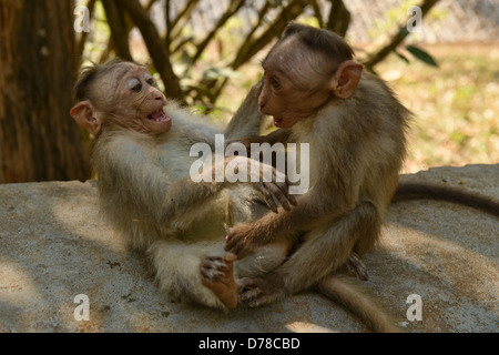Monkey business de la Réserve de tigres de Periyar dans le Kerala, Inde Banque D'Images