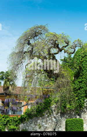 Sophora tree in spring Banque D'Images