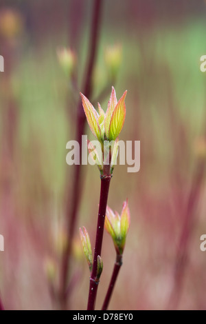 Cornus alba sibirica. Cornouiller à écorce rouge nouvelles feuilles au printemps. UK Banque D'Images