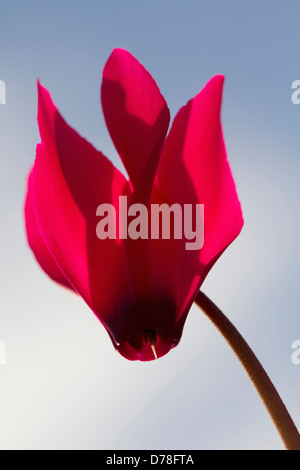 Seule fleur de Cyclamen cultivar contre ciel bleu pâle translucide de pétales de soleil. Banque D'Images