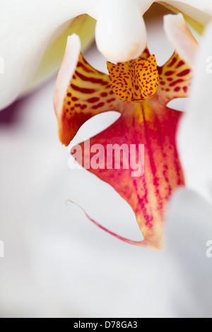 A proximité, portrait de Phalaenopsis rose et jaune avec des cultivars à lèvres tachetées et callosités. Banque D'Images