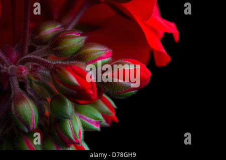 A proximité, portrait de groupe de bourgeons et de single, fleur ouverte de Pelargonium cultivars. Banque D'Images