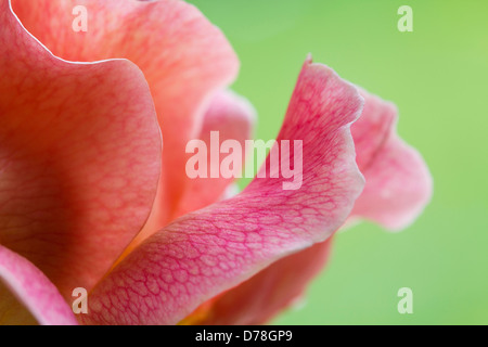 Rosa cultivar. A proximité, portrait de fleur simple montrant l'ensemble des veines délicates pétales. Banque D'Images