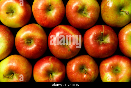 Des pommes mûres, Malus domestica, emballés ensemble avec la peau jaune et rouge brillant. Banque D'Images