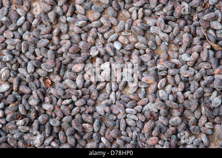 Caraïbes Antilles, îles du Vent, la Grenade, le séchage des fèves de cacao en soleil à Dougaldston Estate plantation en St John Parish. Banque D'Images