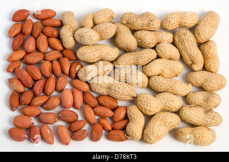 L'arachide Arachides et Amandes sur un fond blanc. Banque D'Images