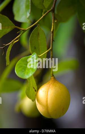 Antilles, la Grenade, St John, fruit de la muscade fruit growing on tree et pleine de maturité. Banque D'Images
