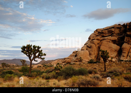 États-unis, Californie, Joshua Tree National Park, Joshua tree, Yucca brevifolia à côté de boulder affleurent dans sec, paysage rocheux. Banque D'Images