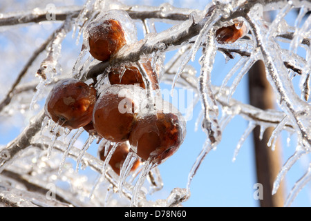 USA, New Hampshire, les pommes d'un boîtier en glace après la tempête de l'hiver. Banque D'Images