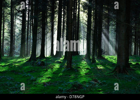 L'Irlande, comté de Monaghan, Canale (Forest Park, l'hiver les rayons du soleil brillant à travers la partie silhouetté de conifères. Banque D'Images