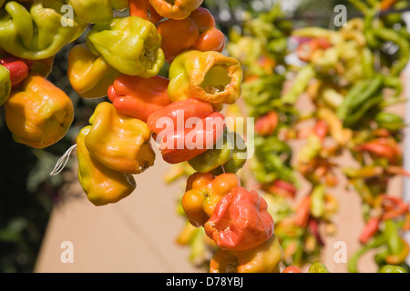 Turquie Izmir Province Selcuk Ephesus Cordes d'orange jaune vert Capsicum annuum piments de cultivars de raccrocher pour sécher dans Banque D'Images