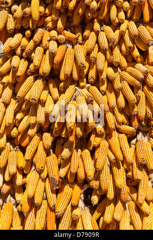 Chine, Province du Yunnan, Baisha, épis de maïs séchant au soleil. Banque D'Images