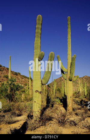 USA, Arizona, Saguaro National Park, Carnegiea gigantea, cactus géant saguaro croissant dans paysage stérile contre le ciel bleu. Banque D'Images