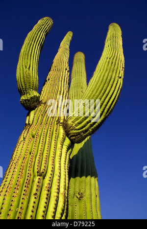 USA, Arizona, Saguaro National Park, Carnegiea gigantea, cactus géant saguaro avec branches côtelées soulevé contre le ciel bleu. Banque D'Images