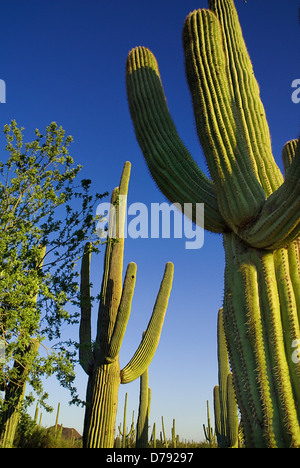 USA, Arizona, Saguaro National Park, Carnegiea gigantea, cactus géant saguaro ribbed avec branches sur fond de ciel bleu. Banque D'Images