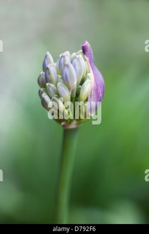 Cluster de bourgeons d'agapanthus capitule émergeant de bractées pourpre de protection. Banque D'Images