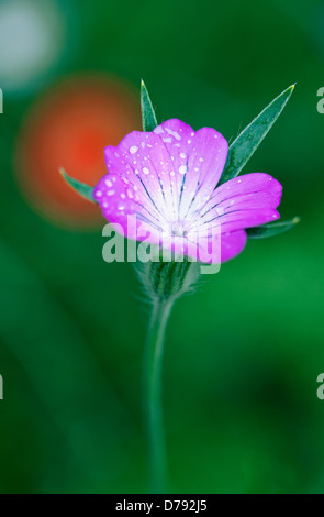 Seule fleur de Corncockle, Agrostemma githago avec gouttelettes d'humidité à travers la surface des pétales. Banque D'Images