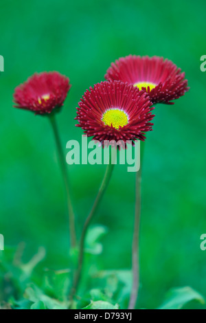 Trois fleurs de Bellis perennis Tasso Rouge à pétales doubles rouge entourant le centre jaune. Banque D'Images