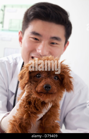 Holding dog in office vétérinaire Banque D'Images