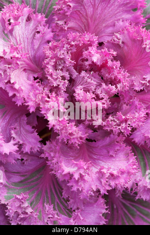 Fermer cropped view de Brassica oleracea acephala Kamone avec rouge et vert feuilles panachées. Banque D'Images