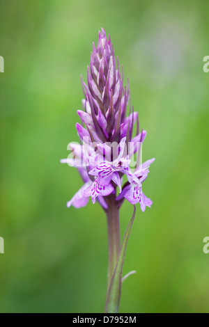 Fleur d'orchidée, Dactylorhiza fuchsii tachetés. Banque D'Images