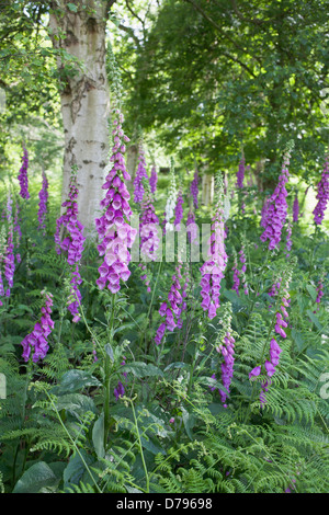 Digitales, Digitalis purpurea poussant parmi les fougères dans l'ombre d'arbres. Banque D'Images