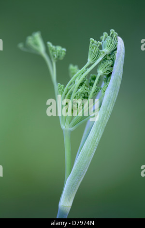 Le fenouil fleur émergeant de carter de protection. Banque D'Images