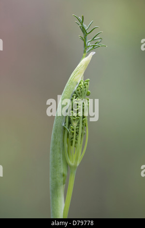 Le fenouil fleur émergeant de carter de protection. Banque D'Images