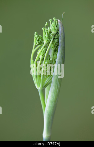 Le fenouil fleur émergeant de carter de protection. Banque D'Images