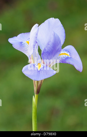 Iris unguicularis. Seule fleur avec pétales bleu pâle, veiné et bande centrale jaune à chaque automne. Banque D'Images