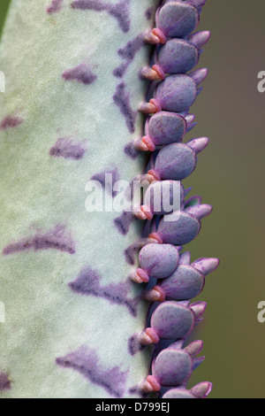 Kalanchoe daigremontiana. Gros plan de marge de la feuille avec de nouvelles plantules. Banque D'Images