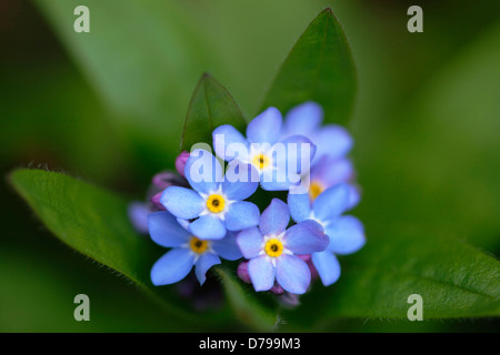 Forget-me-not, Myosotis scorpioides. Grappe de petites fleurs bleu. Banque D'Images