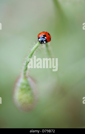 Domaine coquelicot, Papaver rhoeas. Bourgeon simple plié vers l'avant avec sept-spot ladybird, Coccinella septempunctata, sur le haut de tige. Banque D'Images