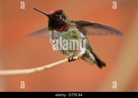 Anna's Hummingbird mâle (Calypte anna) Banque D'Images