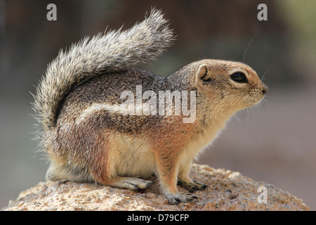 Yuma Écureuil Antilope (Ammospermophilus harrisi) Banque D'Images